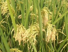 自动气象站助力水稻种植